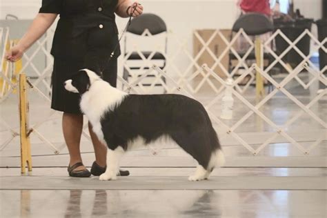 8/20/2020 Breeder: Jacki Pauley/Amy Boatman. . Foytrent dog shows results
